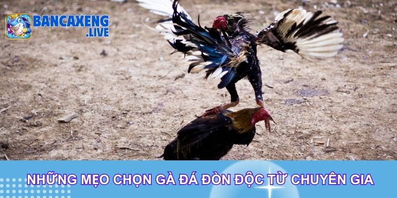 Những mẹo chọn gà đá đòn độc từ chuyên gia Những mẹo chọn gà đá đòn độc từ chuyên gia